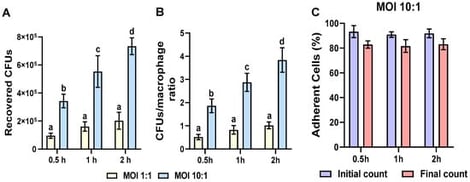 Determination of multiplicity of infection (MOI) in bovine macrophages challenged with S. aureus. Bovine macrophages (~2.5 × 105 cells) cultured in 24-well plates were challenged with S. aureus at different MOIs (1:1 and 10:1, bacteria:macrophage) and at different interaction times (0.5, 1, and 2 h). The gentamicin protection assay was performed, and then CFUs were recovered (A). The CFUs/macrophage ratio (B) and the viability of infected macrophages (C) were determined. Bars represent the mean ± standard error (SE) from three independent experiments (n = 3). Different letters indicate significant differences (two-way ANOVA and Tukey’s post hoc test, p < 0.05).