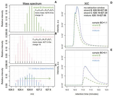 The traditional method of LC-MS1 signal quantification—XIC integration—is invalid in the presence of chromatographically and mass-overlapping compounds. (A,B) Theoretical isotope distributions of two oligonucleotides (strands B and C) with molecular weights differing by 4 Da. The short vertical grey lines surrounding the pink peaks are intervals used for aligning experimental isotopes against theoretical ones. (C) Experimental isotope distribution of a 1:1 mixture of overlapping strands B and C. The green and pink arrows indicate the range for traditional XIC-based quantification. (D) Both XICs consider the overlapping m/z region, so their sum will greatly exceed the mixture XIC. (E) Traditionally calculated XICs based on a sample without strand B contribution. And yet, the strand B XIC gives rise to a large peak. Extraction windows as in (D).
