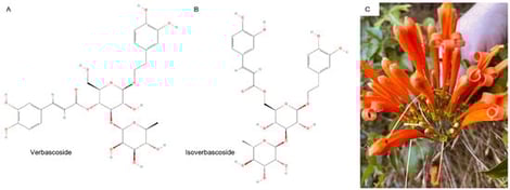 Identification of phenylpropanoids verbascoside (A) and isoverbascoside (B) from the floral extract of the plant Pyrostegia venusta (C).