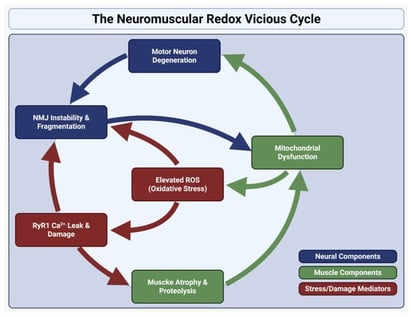 Neuromuscular redox vicious cycle. Schematic representation of the feed-forward cycle in skeletal muscle atrophy. Motor neuron degeneration, NMJ instability, and RyR1-mediated Ca2+ leak converge on mitochondrial dysfunction to amplify oxidative stress, accelerating synaptic dismantling and proteolysis. Retrograde injury further destabilizes NMJ input, while oxidative modification of RyR1 drives Ca2+ overload and mitochondrial failure, reinforcing a self-perpetuating cycle of redox stress, fiber degeneration, and muscle atrophy.