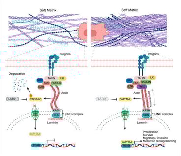 Extracellular matrix stiffness regulates YAP/TAZ-mediated mechanotransduction. In a soft matrix (left), the loosely organized fibers generate weak integrin-mediated adhesions, with unstable adhesion complexes (talin, paxillin, ILK, FAK, SRC, EZR) and actin filaments that favor their degradation. Under these conditions, LATS1 remains active and phosphorylates YAP/TAZ, promoting their cytoplasmic retention and preventing nuclear accumulation and TEAD activation. In a stiff matrix (right), the increased fiber density promotes the assembly of mature focal adhesions connected to actomyosin stress fibers that transmit traction forces. Integrin adaptors such as TNS2, which localize to focal and fibrillar adhesions, contribute to coupling integrins to the actin cytoskeleton and to efficient force transmission to the nucleus through the LINC complex (SUN–KASH) and the nuclear lamina. LATS1 inactivation allows YAP/TAZ dephosphorylation and nuclear translocation, where they associate with TEAD to induce transcriptional programs linked to proliferation, survival, migration/invasion, and metabolic reprogramming. Up and black arrows indicate activation and black inhibition arrow indicates suppression.