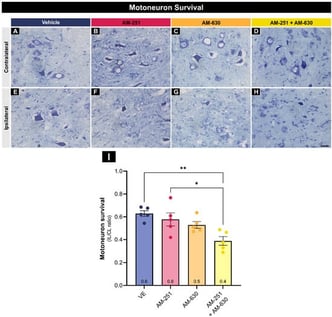 Motoneuron survival 28 days after injury. Representative images from the contralateral (A–D) and ipsilateral (E–H) dorsolateral nuclei for Vehicle, AM-251, AM-630, and AM-251 + AM-630 groups, respectively (n = 5 mice/group). (I) The ipsilateral/contralateral ratios were compared using one-way ANOVA and Tukey post-test (* p < 0.05, ** p < 0.01). Data represent mean ± SEM. Scale bar = 50 µm.