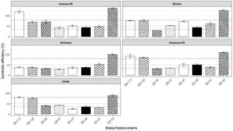 Symbiotic efficiency of the soybean-nodulating Bradyrhizobium strains tested on a sand culture. The horizontal dotted lines indicate the borders for highly effective (>80%), effective (50–80%), poorly effective (35–50%), and ineffective (<35%) categories.
