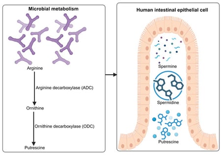 Pathways of Microbial and Host Polyamine Biosynthesis (created with BioRender, https://app.biorender.com/illustrations/695269d08651c8e950a2fb6b accessed on 9 January 2026).