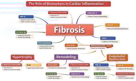 Biomarkers, DAMPs mechanism of action and effect on cardiac inflammation. Abbreviations: CRP: C-reactive protein, IL: interleukin, TNF-α: tumor necrosis factor-α, ICAM-1: intercellular adhesion molecule, VCAM-1: vascular cell adhesion molecule, CCL2: C-C Motif Chemokine Ligand 2, ROS: reactive oxygen species, RAAS: renin–angiotensin–aldosterone system, GDF-15: growth/differentiation factor 15, MitoDAMPS: mitochondrial damage-associated molecular patterns, TGF-β: transformin growth factor-β, sST2: soluble suppression of tumorigenesis-2 factor.