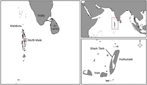 Map of Hulhumale and Shark Tank sampling area.