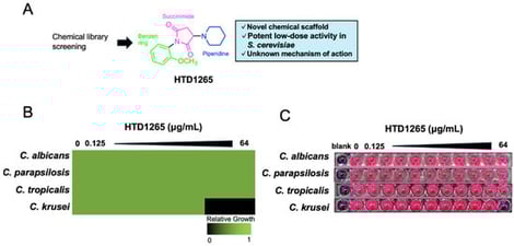 Antifungal profile of HTD1265 and selective fungicidal activity against C. krusei. (A) Chemical structure of HTD1265, a hit compound identified through chemical library screening. The molecule consists of a succinimide core (magenta) linked to a methoxy-substituted benzene ring (green) and a piperidine ring (blue); (B) Growth inhibition of Candida species by HTD1265. Cells of C. albicans, C. parapsilosis, C. tropicalis, and C. krusei were cultured in the presence of serial twofold dilutions of HTD1265 (0–64 μg/mL). Turbidity was assessed visually and expressed as relative growth (0–1; color scale). Data represent mean values from three independent biological replicates; (C) Fungicidal activity of HTD1265 assessed using a resazurin-based viability assay. Candida cells were incubated with HTD1265 over the same concentration range as in panel B. Pink wells indicate metabolically active viable cells, whereas purple wells indicate loss of viability. Images are representative of three independent biological replicates.