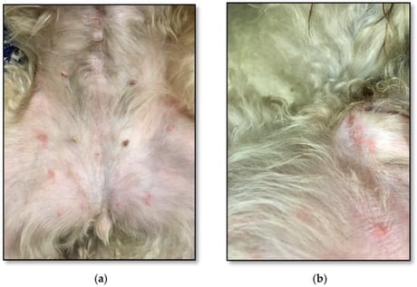Animal 1 in the ventrodorsal position, showing papules, erythema, and pustules on the abdomen (a) and vulvar region (b).