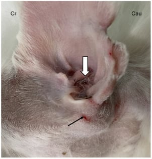 Lateral view, in case 2, of the left ear demonstrating absence of the external auditory canal opening (white arrow) and a swelling corresponding to the vertical ear canal (black arrow). Cr: cranial, Cau: caudal.