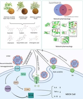 (A) Venn diagram of the intersection of the target of active components of Artemisia plants and the targets of influenza; (B) The active component–target network of Artemisia plants in the treatment of influenza.