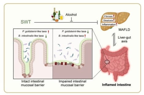 SWT protects against MCD diet-induced liver injury in mice. (A) Serum ALT/AST and hepatic TC, TG, NEFA, and HYP. (B) H&E and Sirius red staining of liver sections (scale bar, 100 μm). (C–E) IF staining of IL1β (C), α-SMA (D), and ADRP (E) in liver sections with quantification (scale bar, 50 μm). (F) Hepatic mRNA levels of Il1b, Mcp1, Acta2, Plin2, Fasn, and Dgat1. (G,H) Protein levels of IL1β, α-SMA, and ADRP in liver sections. Statistical significance: ns, no statistical differences vs. MCD group; ** p < 0.01, *** p < 0.001 vs. control group; # p < 0.05, ## p < 0.01, ### p < 0.001 vs. MCD group. Data were presented as means ± SEM. One-way ANOVA with Tukey’s post hoc tests (n = 6).