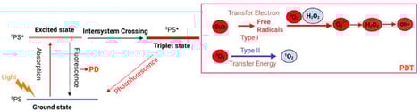 Principles of PDT and PD. When irradiated, the PS is excited from its ground singlet state (0PS) to an excited singlet state (1PS*), which can either emit fluorescence (used for PD) to return to the 0PS or undergo intersystem crossing (ISC) to form a long-lived triplet state (3PS*). The 3PS* can emit phosphorescence to deactivate, or initiate two cytotoxic pathways: Type I electron transfer generates free radicals (e.g., O2−•, H2O2, OH•), while Type II energy transfer produces singlet oxygen (1O2). These ROS induce oxidative stress and cell death for tumor therapy. Created in BioRender. Li, D. (2026) https://BioRender.com/ss2yb0y (accessed on 12 February 2026).