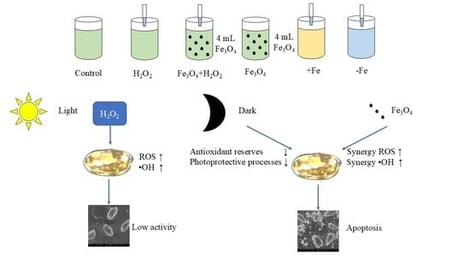 The effect of H2O2 on cell viabilities of the algae under the different exposure conditions. Notes: Prorocentrum donghaiense Lu after a 7-day batch culture with normal f/2 medium, iron-excess treatment (+Fe) and iron-depleted treatment (−Fe), exposed to H2O2 (1 mM). For all exposure conditions, the initial algae content was 1.0 × 104 cells/mL.