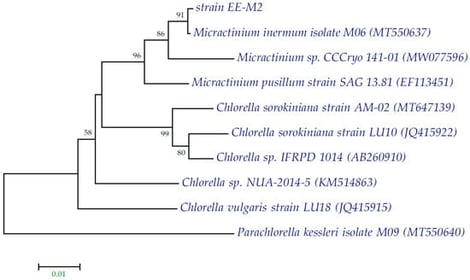 Phylogenetic tree indicating the relationship of the selected rbcL gene sequence to those retrieved from algal strains. The evolutionary history was inferred using the neighbor-joining method. The percentages of replicate trees in which the associated taxa clustered together in the bootstrap test (1000 replicates) are shown next to the branches. The tree is drawn to scale, with branch lengths in the same units as those of the evolutionary distances used to infer the phylogenetic tree. Parachlorella kessleri was used as an outgroup.