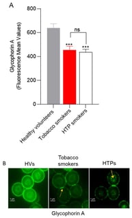 Detection of glycophorin A content and distribution. (A) Histogram reporting mean values of fluorescence intensity of glycophorin A. (B) Representative images of immunofluorescence show glycophorin A distribution in cells obtained from healthy or smoker (tobacco and HTP users) donors. Aggregates of glycophorin A are indicated by yellow arrows. Samples were observed with a 100× objective. ns, not statistically significant versus tobacco smokers; *** p < 0.001 versus control condition. One-way ANOVA followed by Bonferroni’s post-test; (n = 10). Scale bar = 1 µm.