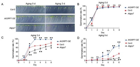 AtGRP7 modulates seed germination and aging tolerance in Arabidopsis. (A) Phenotypic observation of seed germination in Col-0, AtGRP7-OE (AtGRP7-overexpression), and atgrp7 lines after 0 and 3 days of artificial aging. (B) Dynamic changes in germination rates of Col-0, AtGRP7-OE, and atgrp7 seeds without prior aging (0-day aging). (C) Germination rate dynamics of Col-0, AtGRP7-OE, and atgrp7 seeds following 3 days of aging. (D) Germination rate dynamics of Col-0, AtGRP7-OE, and atgrp7 seeds after 9 days of severe aging. The data demonstrate the critical function of AtGRP7 in enhancing seed storability and maintaining germination capacity under prolonged aging treatment. All assessments were independently repeated three times with similar results. One-way ANOVA with LSD test, * p < 0.05; ** p < 0.01; ns means not significant.