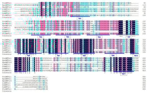 Amino acid alignment of plant AMT homologues. AMT proteins were chosen from table grape VviAMT4;1, P. persica PpeAMT3;4 and PpeAMT4;1, L. japonicus LjAMT2;1, P. trichocarpa PtrAMT4;1, O. sativa OsAMT2;1 and OsAMT4;1, and A. thaliana AtAMT2;1. The colors of black, pink, and dark green indicate identities of 100%, 85%, and the range between 45% and 70%, respectively, at the same amino acid residue. Note: TM means transmembrane region, underlined by blue lines.
