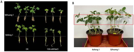 Phenotypic observations of Kefeng 1 and Qihuang 1. (A) Phenotypic observations of Kefeng 1 and Qihuang 1 after 12 days of treatment (CK: 1/2 Hoagland’s solution; 150 mM NaCl: 1/2 Hoagland’s solution supplemented with 150 mM NaCl); (B) Phenotypic observations of Kefeng 1 and Qihuang 1 after rehydration (Red-boxed area: phenotypic differences in true leaves between Kefeng 1 and Qihuang 1.).