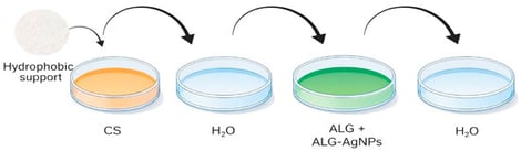 Scheme of the PEMs’ build-up process. The hydrophobic support was alternately immersed for 7 min in aqueous solutions of chitosan (CS) and alginate containing silver nanoparticles (ALG–AgNPs), with intermediate 1 min washes in Milli-Q water between each deposition to remove excess polymer. All steps were performed at room temperature.