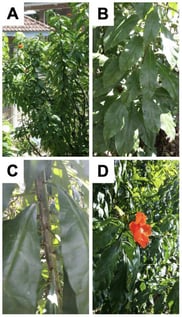 Photographs of (A) Leuenbergeria bleo (Kunth), (B) its leaves, (C) thorns, and (D) flowers.