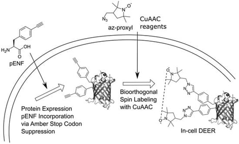 Schematic overview of the in vivo spin labeling approach via CuAAC followed by in-cell DEER distance determination. Reproduced from reference [88] under Creative Commons Attribution 3.0 Unported License.