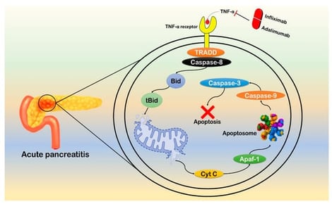 TNF-α induced apoptosis in β-cells of pancreas as follows: upon binding to TNF-α receptor associated death domain (TRADD), TNF-α recruits caspase-8, which cleaves Bid to tBid that translocate to mitochondria and triggers Bax oligomerization. This leads to increasing permeability of mitochondrial membrane resulting in release of Cyt-c. Subsequently, Apaf-1 is activated which further triggers apoptosome formation. Furthermore, formed apoptosome recruits caspase-9 which finally activates caspase-3 to induce apoptosis leading to acute pancreatitis. Commonly used TNF-α inhibitors include infiliximab and adalimumab.