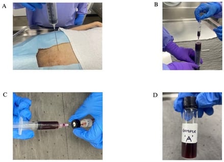 (A) A 60 mL needle puncturing the heart for blood collection; (B) Collecting the blood into a smaller 5 cc syringe to transfer; (C) Transferring blood into a sample vial with the help of a smaller 5 cc syringe; (D) A labeled vial with sample.
