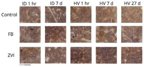 Scanned images of the soil thin-section. ID: intermittent drainage, HV: drainage at harvest. Area of reddish color shows signs of Fe (hydr)oxide deposition. Black bar indicates 10 mm.