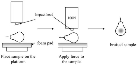 Experimental procedure for producing bruised fragrant pears.