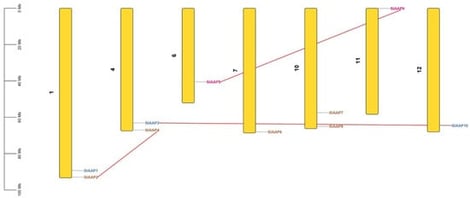 Chromosome mapping of SlAAP genes. SlAAPs are unevenly distributed across tomato chromosomes, with red lines marking duplicated gene pairs.