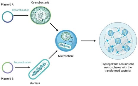 The proposed synthetic biology conceptual framework for sustainable post-wildfire restoration: Engineered bacterial consortium, in which the bacterium Bacillus subtilis is genetically engineered via a plasmid vector to produce the extracellular enzyme laccase while the cyanobacterium Nostoc oryzae is genetically modified to overexpress hetR gene involved in heterocyte differentiation, functioning as a novel biofertilizer to replenish soil nitrogen levels. The two strains engage in a quorum sensing system that functions through the autoinducer molecule Acyl-Homoserine Lactone (AHL). The bacterial consortium is encapsulated inside microspheres contained in the hydrogel. Created in BioRender. Thessaloniki, I. (2026) https://BioRender.com/1cd3gfm.