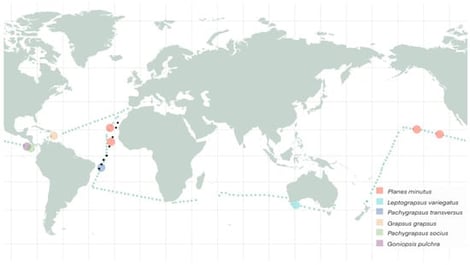 Map showing the sampling locations and cruise tracks during the MALASPINA (2010) (small green dots) and MAF (2015) (small black dots) expeditions. The bigger colored dots indicate the megalopae sampling locations. The map was generated using ProCreate version 5.4.8 (Savage Interective Pty Ltd., Hobart, Tasmania).