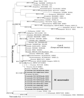 Phylogenetic placement of Marasmius neooreades based on the ITS dataset using IQ-TREE. SH-aLRT support (X ≥ 90%), aBayes support (Y ≥ 0.95) and ultrafast bootstrap support (Z ≥ 90%) are indicated above or below the branches as X/Y/Z.