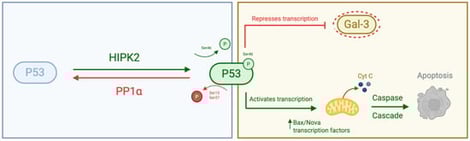 Schematic representation of the molecular interactions between PP1α and p53, and between p53 and Galectin-3 (Gal-3). PP1α directly dephosphorylates p53 at key serine residues, modulating its transcriptional activity and stability. In turn, p53 transcriptionally regulates Gal-3 expression. Created with BioRender.com.