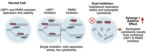 USP1 inhibition potentiates the efficacy of PARG inhibition in ES-2 cells. (A) Nonlinear regression analysis of cell viability assays for ES-2 and ES-2/XRCC1-KO cells treated for 120 h with increasing doses of PARGi (PDD00017273). (B) Nonlinear regression analysis of cell viability assays for ES-2 and ES-2/XRCC1-KO cell treated for 120 h with increasing doses of USP1i (ML323). (C) Nonlinear regression analysis of cell viability assays for ES-2 cells treated for 120 h with increasing doses of USP1i (ML323) in combination with PARGi PDD00017273 (2.5 μM, 1.25 μM, 0.625 μM, or 0.3125 μM). (D) IC50 values for isolation or combination treatments for the USP1i (ML323) with the PARGi PDD00017273.
