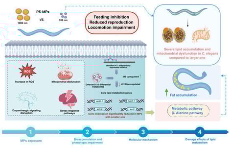 Physicochemical characterization of PS. (A) SEM image of 1 μm PS. (B) SEM image of 100 nm PS; (C) Size distribution by intensity of 1 μm PS; (D) Size distribution by intensity of 100 nm PS; (E) FTIR spectrum of 1 μm PS-MPs; (F) FTIR spectrum of 100 nm PS-MPs.