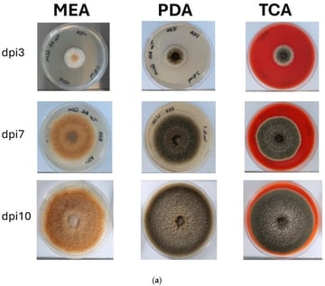 (a) Morphological development and (b) evolution of growth speed of Alternaria alternata on different culture media over a 10-day incubation time at 25 °C. dpi: day post-inoculation; Malt extract agar—MEA; Potato dextrose agar—PDA; Tomato coulis agar—TCA; pKW: p-value of the global Kruskal–Wallis test assessing differences in mold growth speed among all medium and time interval combinations; a, ab, b: grouping label indicating statistically significant differences in fungal growth speed (cm2/day) among all medium and time-interval combinations, as determined by a Kruskal–Wallis test followed by Dunn’s post hoc test.
