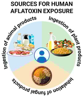 Overview of the major sources of aflatoxin exposure in humans. Aflatoxins produced by Aspergillus species contaminate plant-based foods such as maize, groundnuts, cereals, tree nuts, and spices, leading to direct dietary intake. Indirect exposure occurs through consumption of animal products (e.g., milk, meat, and dairy products) when livestock ingest aflatoxin-contaminated feed, resulting in the presence of aflatoxin metabolites such as aflatoxin M1. In addition, occupational or environmental exposure may occur via inhalation of aflatoxin-contaminated dust during crop handling, storage, or processing. Together, these pathways contribute to the overall burden of aflatoxin exposure in human populations.