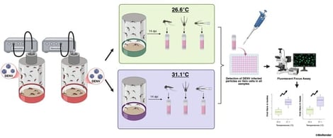 DENV-1 titres in mosquito tissues under different temperature conditions (26.6 °C and 31.1 °C) at 14 days post infection, as determined via TCID50 assay. (A) Viral titres in mosquito bodies. (B) Viral titres in mosquito heads. Significance levels: ns = not significant. ** p < 0.01.