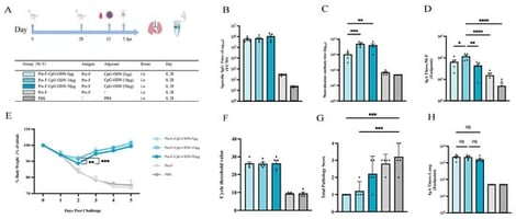 The immune response levels and protective evaluation induced by different doses of CpG-ODN adjuvant in mice: (A) Experimental groups and immunization regimen; (B) Serum antigen-specific IgG levels after immunization; (C) Serum neutralizing antibody titers after immunization; (D) Antigen-specific IgA levels in nasal lavage fluid after challenge; (E) Body weight changes after challenge; (F) Ct values for lung viral load after challenge; (G) Total lung pathology score after challenge; (H) Antigen-specific IgA in lung homogenates after challenge; (* p < 0.05; ** p < 0.01; *** p < 0.001; **** p < 0.0001; ns, not significant).