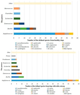 The most commonly identified bacteria in dogs with healthy and otitis externa.