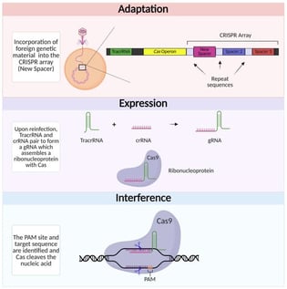 Three stages of the CRISPR adaptive response. Adaptation: foreign genetic material is incorporated into the CRISPR array. Expression: ribonucleoprotein is formed following tracrRNA, crRNA, and Cas expression. Interference: foreign genetic material is cleaved. Adapted from [39,45]. Created in BioRender.com.