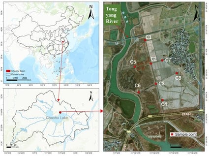 Geographical location and sedimentary sampling sites. Location of Lake Chaohu in China. The Lake Chaohu Basin with the position of the study area shown. Details of the Tongyang River corridor wetland.