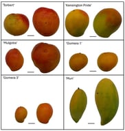 Representative fruits of diploid (2n, (left)) and autotetraploid (4n, (right)) mango (Mangifera indica L.): ‘Torbert’, ‘Kensington Pride’, ‘Mulgoba’, ‘Gomera 1’, ‘Gomera 3’, and ‘Mun’. Images illustrate the differences in fruit size and shape associated with ploidy level. Scale bars = 3 cm.
