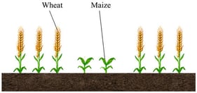 Agronomic configuration of wheat–maize relay intercropping.