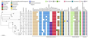 Maximum-likelihood phylogeny based on the 95% soft-core SNP alignment of the 16 K. pneumoniae ST6260 isolates. Metadata tracks indicate hospital ward, specimen type, year of isolation, sequence type (ST), selected resistance determinants, plasmid replicons, and virulence-associated loci. The tree shows the division of ST6260 into two major clusters, with Cluster 1 including all blaOXA-232-positive isolates and Cluster 2 defined by mgrB truncation together with the pmrBT157P substitution. BL, blood; BAL, bronchoalveolar lavage; CVC, central venous catheter; Amb, ambulatory; Amb *, ambulatory patient who had undergone urological surgery at another hospital 2 weeks earlier; C-Surg, cardiac surgery; ICU, intensive care unit; Neph, nephrology; Card, cardiology. Colored cells indicate the presence of the corresponding resistance determinant, plasmid replicon, or virulence-associated locus; colors correspond to the functional categories shown in the figure key, whereas blank cells indicate absence.