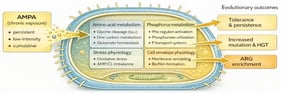 Conceptual model summarizing the putative mechanisms by which chronic aminomethylphosphonic acid (AMPA) exposure contributes to antimicrobial resistance in bacteria. AMPA accumulation interferes with one-carbon metabolism and glycine cleavage pathways, activates the Pho regulon and phosphonate utilization systems, and triggers oxidative and stringent stress responses in microbial cells. These metabolic and regulatory shifts may contribute to envelope remodeling, biofilm formation, mutagenesis, and horizontal gene transfer, thereby shaping the long-term AMR trajectory. Abbreviations: Pho, phosphate regulon; Gcv, glycine cleavage system; AMPA, aminomethylphosphonic acid; ARGs, antibiotic resistance genes; HGT, horizontal gene transfer. This figure was developed with the assistance of the Gemini 4 platform (Google DeepMind) and was subsequently refined and validated by the author.