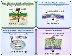 Representative mechanisms of action of antimicrobial peptides (AMPs), bacteriocins and mycocins. AMPs, bacteriocins and mycocins may exert antimicrobial activity through distinct but sometimes overlapping mechanisms. Many AMPs disrupt microbial membranes by increasing membrane permeability or promoting pore formation. Lantibiotic bacteriocins, such as nisin, bind lipid II, inhibiting peptidoglycan biosynthesis and, in some cases, promoting pore formation in the cytoplasmic membrane. Yeast-derived mycocins may act on fungal cell wall or membrane targets, depending on the producing species and toxin type. In some cases, their activity has been associated with β-glucan hydrolysis, which can compromise fungal cell wall integrity and lead to cell damage or lysis. Antimicrobial activity may also involve reactive oxygen species (ROS) generation, resulting in oxidative damage to cellular components. Multimodal mechanisms of action may help limit the emergence of microbial resistance. Arrows indicate the direction of antimicrobial action or downstream cellular effects, while graphical symbols represent the specific mechanisms shown in each panel.
