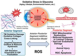 Dual-compartment model of oxidative stress in glaucoma. The anterior–posterior segment additive interaction model posits that oxidative stress–induced biomechanical stiffening in the anterior eye amplifies IOP-related stress transmission, while concurrent neurovascular vulnerability in the posterior eye lowers the threshold for damage, together resulting in cumulative RGC degeneration (created in BioRender. Hanyuda, A. (2026) https://BioRender.com/9wwipr5 (accessed on 3 June 2026)). IOP: intraocular pressure; RGC, retinal ganglion cells; ROS: reactive oxygen species; TM: trabecular meshwork.