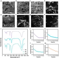 Effects of Nephrolepis cordifolia extracts on CaOx crystallization and growth kinetics. (a–d) EE: SEM images of CaOx crystals formed in the presence of different concentrations of Nephrolepis cordifolia EE: (a) control (without extract), (b) 0.02 g/mL, (c) 0.1 g/mL, and (d) 0.5 g/mL. (e–h) WE: SEM images of CaOx crystals formed in the presence of different concentrations of Nephrolepis cordifolia WE: (e) control (without extract), (f) 0.02 g/mL, (g) 0.1 g/mL, and (h) 0.5 g/mL. (i) FTIR spectra of CaOx crystals formed in the absence or presence of Nephrolepis cordifolia EE or WE. FTIR was used as qualitative supporting characterization and was not used for quantitative COM/COD phase assignment. (j–m) Conductivity kinetics in the presence of WE: Time-dependent changes in conductivity during CaOx crystal growth in the presence of Nephrolepis cordifolia WE: (j) pure water control, (k) 0.02 g/mL, (l) 0.1 g/mL, and (m) 0.5 g/mL.